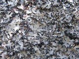 Parmelia omphalodes image
