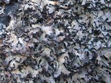 Parmelia omphalodes image