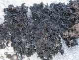 Parmelia omphalodes image