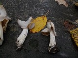 Helvella crispa image