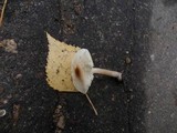 Lepiota cristata image