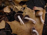 Homophron spadiceum image