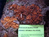 Pycnoporellus alboluteus image