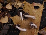 Homophron spadiceum image