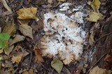 Laetiporus cincinnatus image