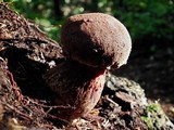Boletellus mirabilis image