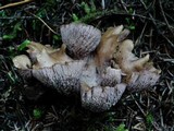 Gomphus clavatus image