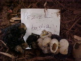 Peziza badia image