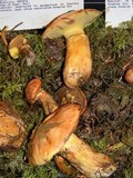 Suillus caerulescens image