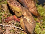 Boletus chrysenteron image