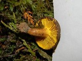 Phylloporus arenicola image