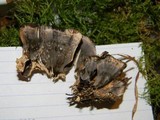 Bjerkandera adusta image