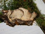 Bjerkandera adusta image