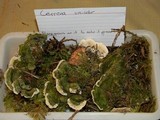 Cerrena unicolor image
