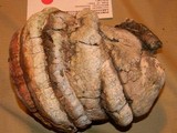 Fomitopsis officinalis image