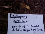 Phylloporus arenicola image
