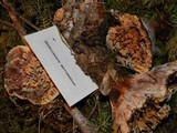 Hydnellum aurantiacum image