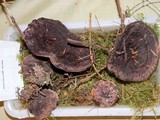 Hydnellum regium image