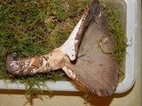 Jahnoporus hirtus image