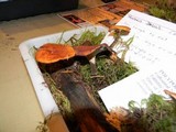 Royoporus badius image