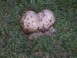 Calvatia pachyderma image