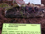 Polyporus leptocephalus image