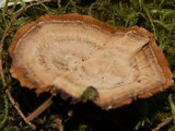Coltricia cinnamomea image