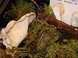 Pleurocybella porrigens image