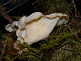 Pleurocybella porrigens image