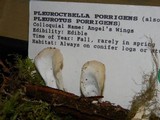 Pleurocybella porrigens image