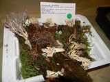 Clavulina coralloides image