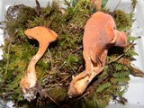 Clavariadelphus truncatus image