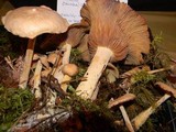 Gymnopus peronatus image