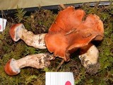 Cortinarius laniger image