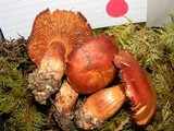 Cortinarius rubicundulus image