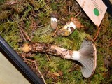 Gomphidius oregonensis image