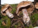 Cortinarius mutabilis image
