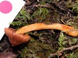 Cortinarius rubellus image