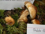 Hemipholiota populnea image