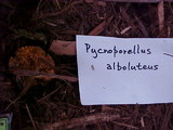 Pycnoporellus alboluteus image