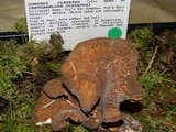 Gomphus clavatus image