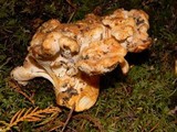 Cantharellus subalbidus image