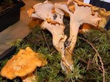 Cantharellus formosus image