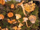 Cantharellus formosus image