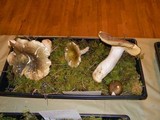 Russula occidentalis image