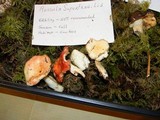 Russula fragilis image