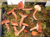 Lactarius rufus image