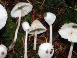 Leucocoprinus brebissonii image