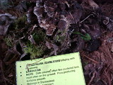Thelephora terrestris image