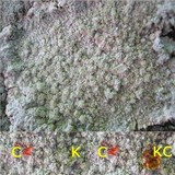 Ochrolechia androgyna image